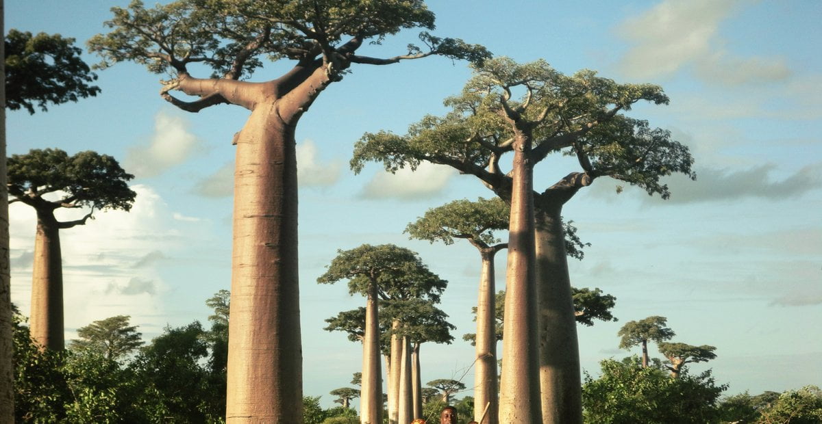 Baobab: Arboles Africanos sagrados milenarios de 2000 años mueren por el cambio Climático