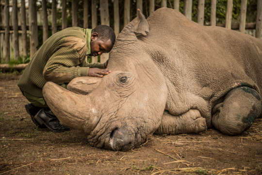 Nosotros los humanos, hemos acabado con el 60% de los animales salvajes en menos de 50 años