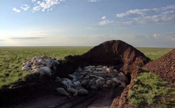 Planeta: 120.000 antílopes Saiga mueren misteriosamente en Kazajistán