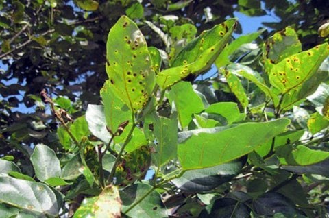 Muerte súbita en árboles de Medellín