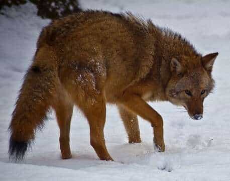 Coyolobo: Humanos crean nuevo predador mitad Lobo y mitad Coyote