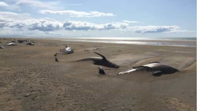 Decenas de Ballenas varadas muertas en Islandia