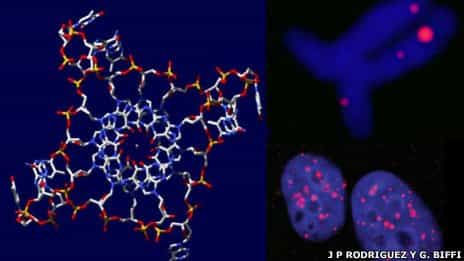 Descubren ADN de “hélice cuádruple” presente en humanos