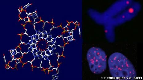 Descubren ADN de “hélice cuádruple” presente en humanos