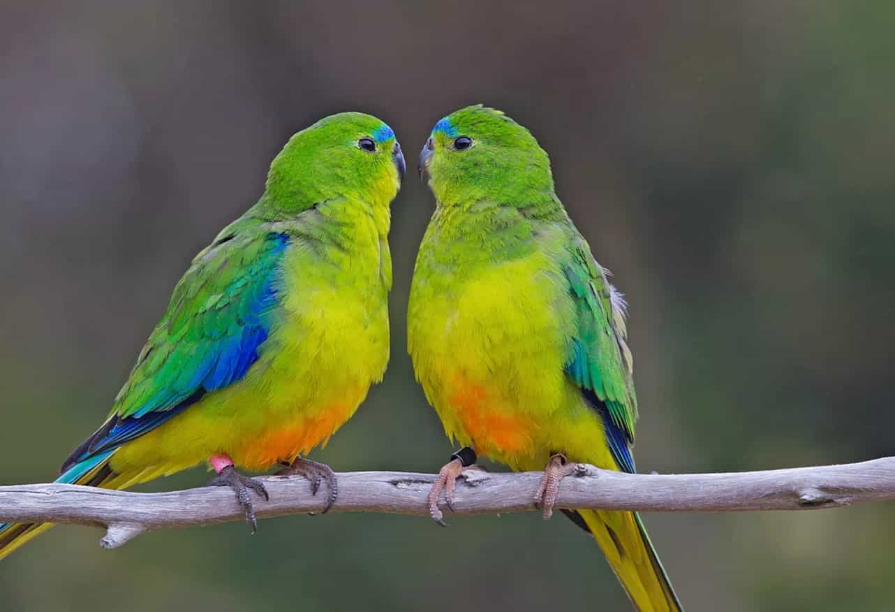 Loro vientre naranja en peligro crítico de extinción se recupera