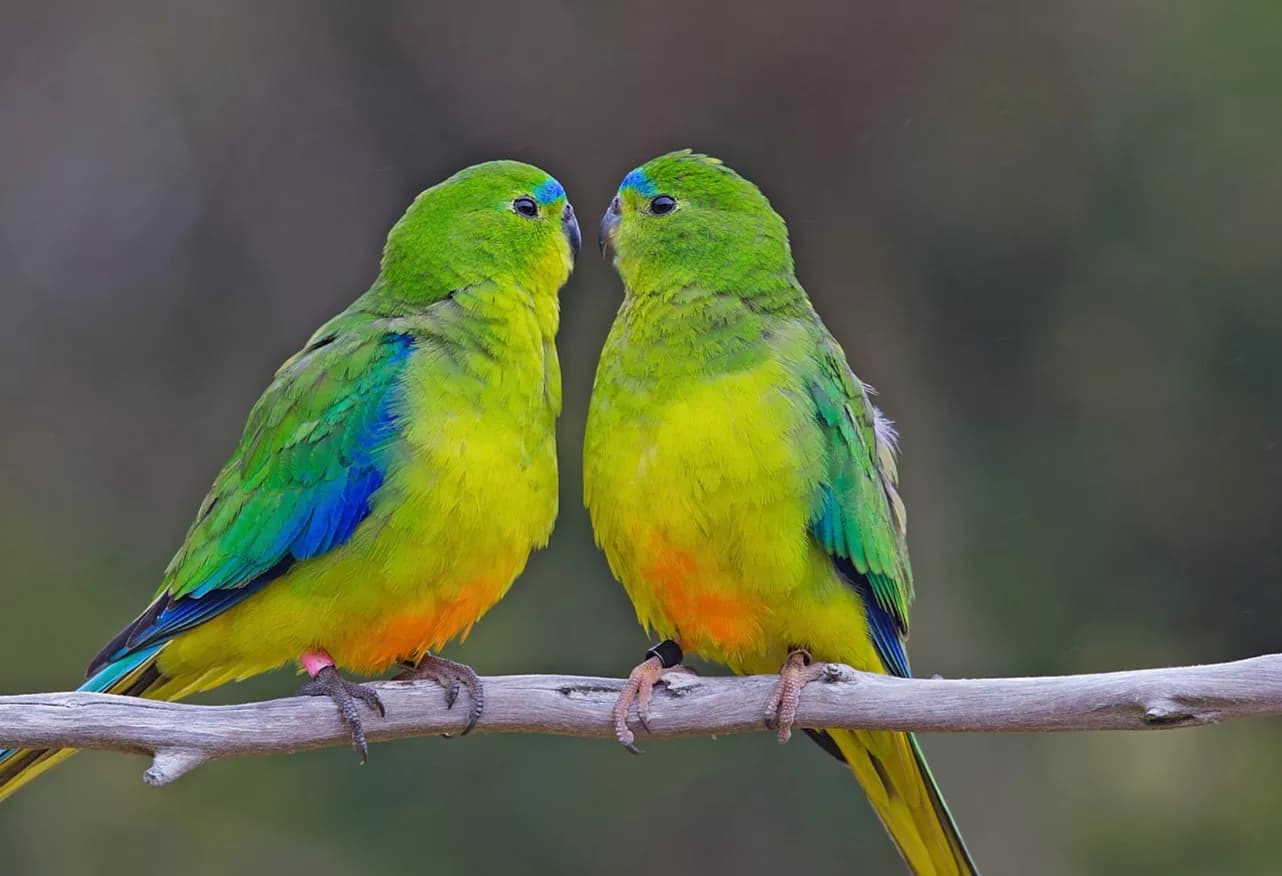 Loro vientre naranja en peligro crítico de extinción se recupera