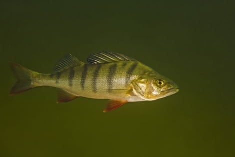 Los humanos están volviendo locos a los peces por tomar antidepresivos y orinarlos a los ríos.