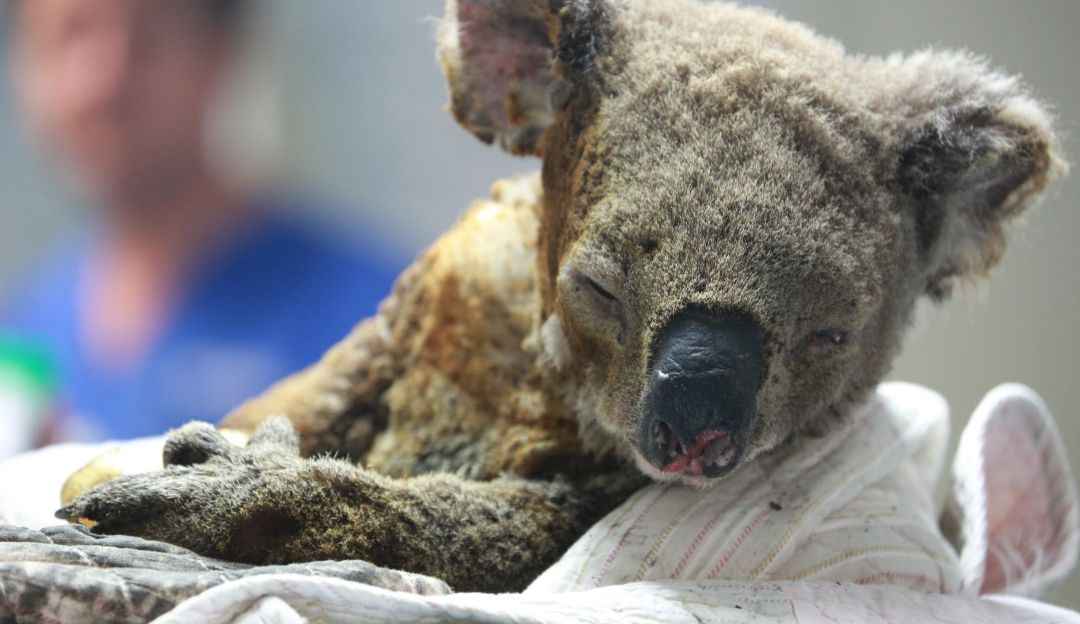 Cerca de 480 millones de animales han muerto por los incendios en Australia