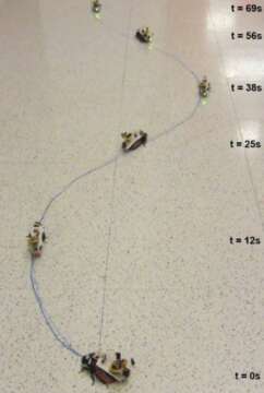 Ciencia: Ahora es posible ¨CABALGAR¨ Cucarachas.