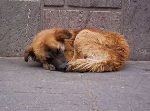 Sabes sobre alguien que quiera adoptar gatitos (as) o perritas (os) EN MEDELLIN?