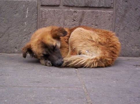 Sabes sobre alguien que quiera adoptar gatitos (as) o perritas (os) EN MEDELLIN?