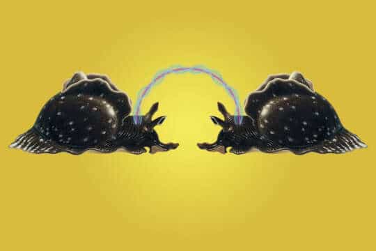 Futuros Artificiales: Logran transferir una MEMORIA de un ser vivo a otro