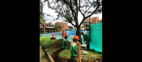 Metroplus: Inminente muerte de los primeros árboles