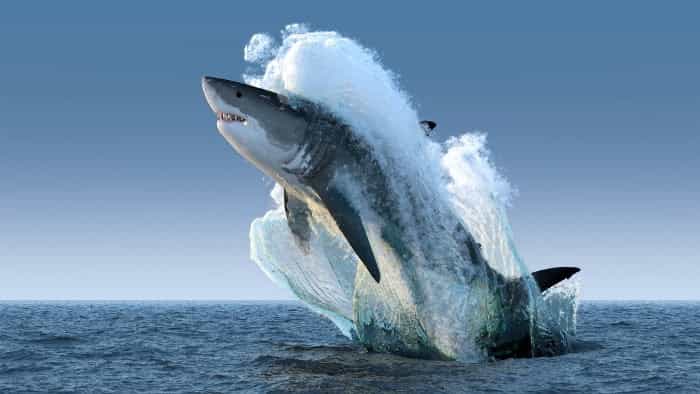 Tiburones en Colombia: Queda TOTALMENTE prohibidos pescarlos !!!