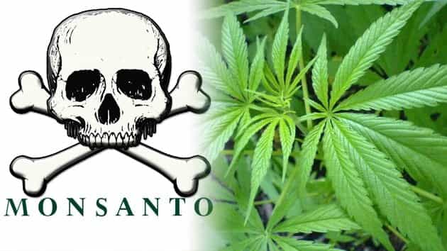 Monsanto pretende cultivar en Uruguay marihuana genéticamente modificada