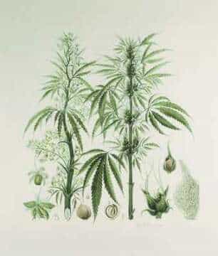 Reino Unido: El gobierno despide a un asesor jefe sobre drogas causando consternación entre la comunidad científica