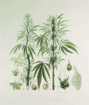 Reino Unido: El gobierno despide a un asesor jefe sobre drogas causando consternación entre la comunidad científica