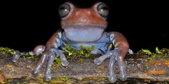 Una rana “tan Paisa como la arepa o la bandeja Paisa”