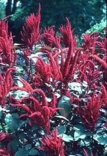 La planta sagrada de los incas desafía al gigante Monsanto y crea el pánico entre los agricultores de USA.