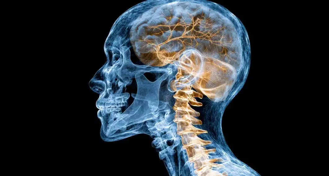 Microplásticos En El Cerebro Humano: Un Hallazgo Preocupante.