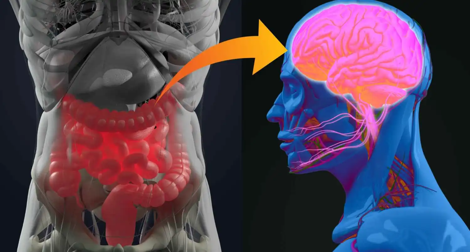El cerebro y el intestino están tan conectados que puede alterar el microbioma en solo 2 horas.
