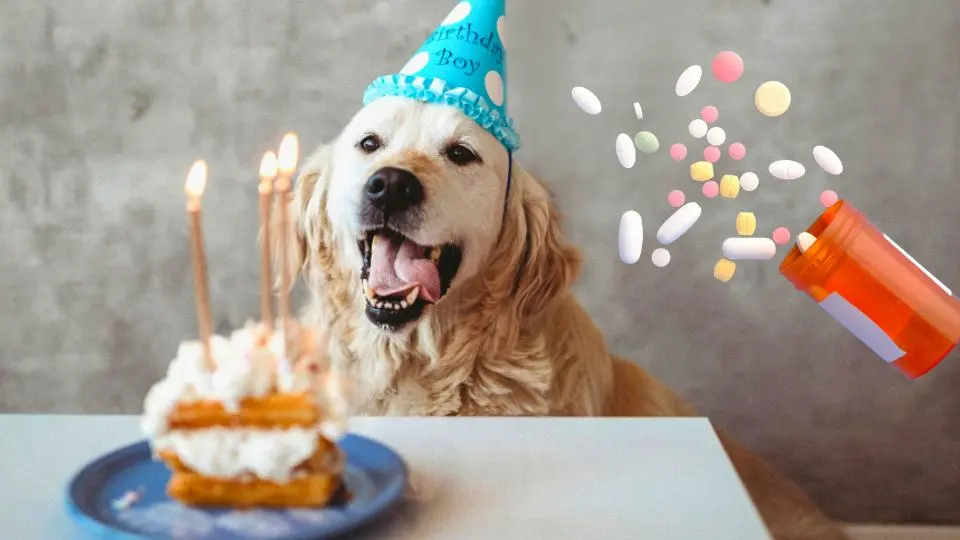 Lanzarán pastilla que promete alargar hasta 10 años la vida de los perros.