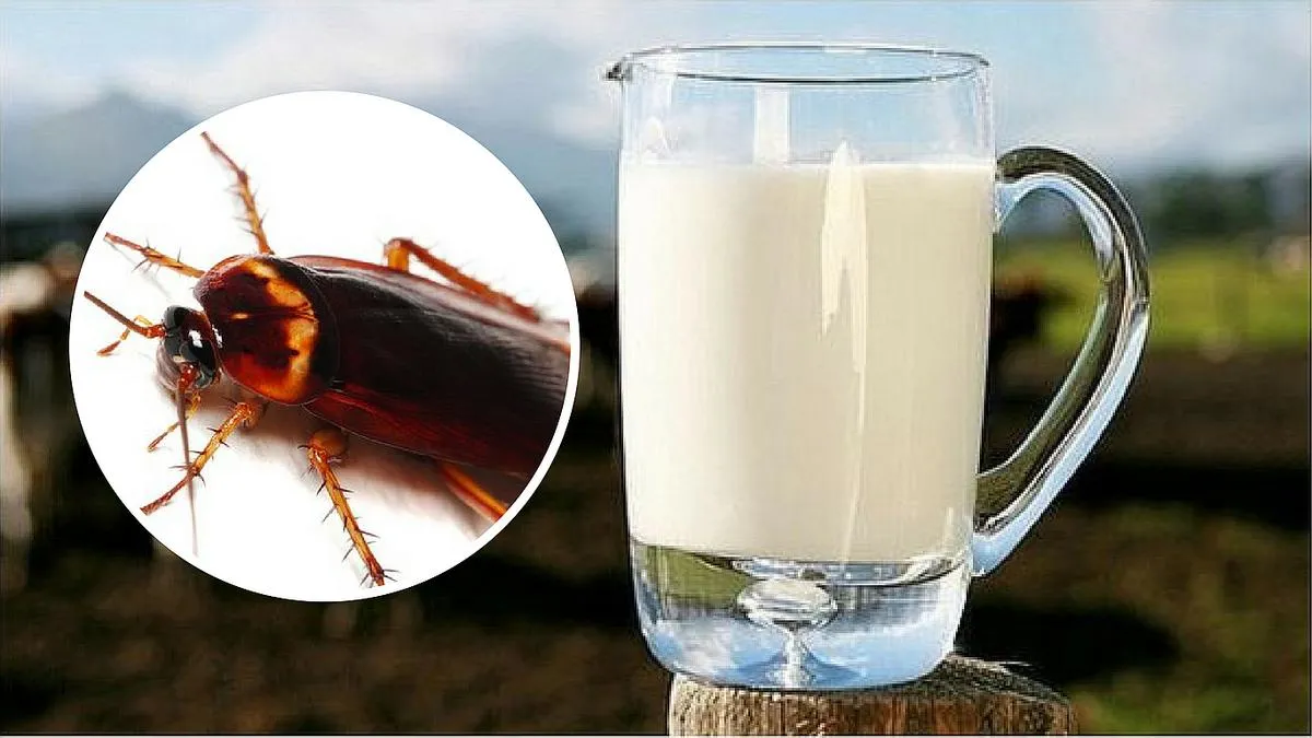 ¿Leche de cucaracha como nueva fuente de proteína?