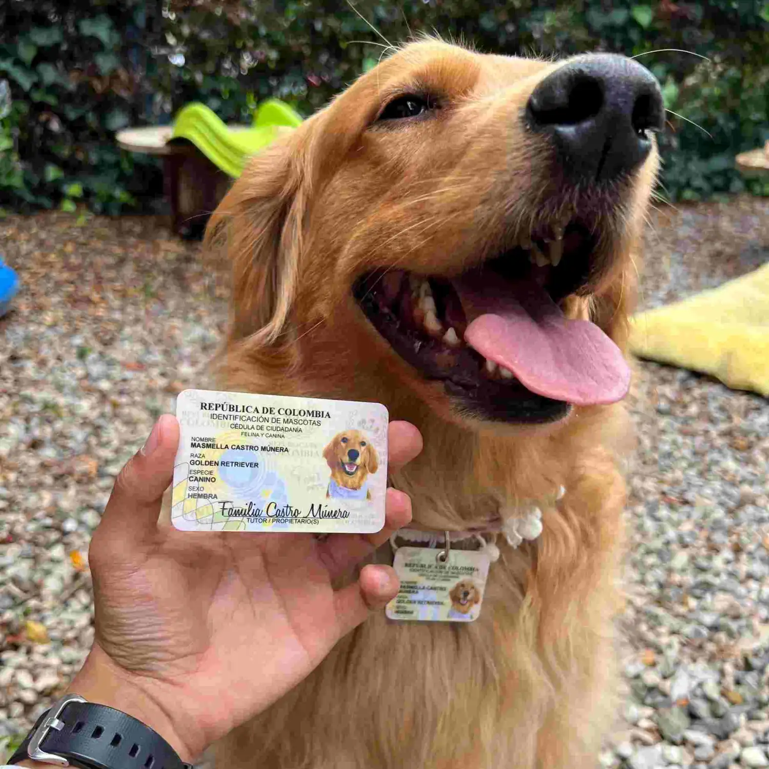 Perros y gatos tendrían su propia cédula en Colombia: estos son los detalles.