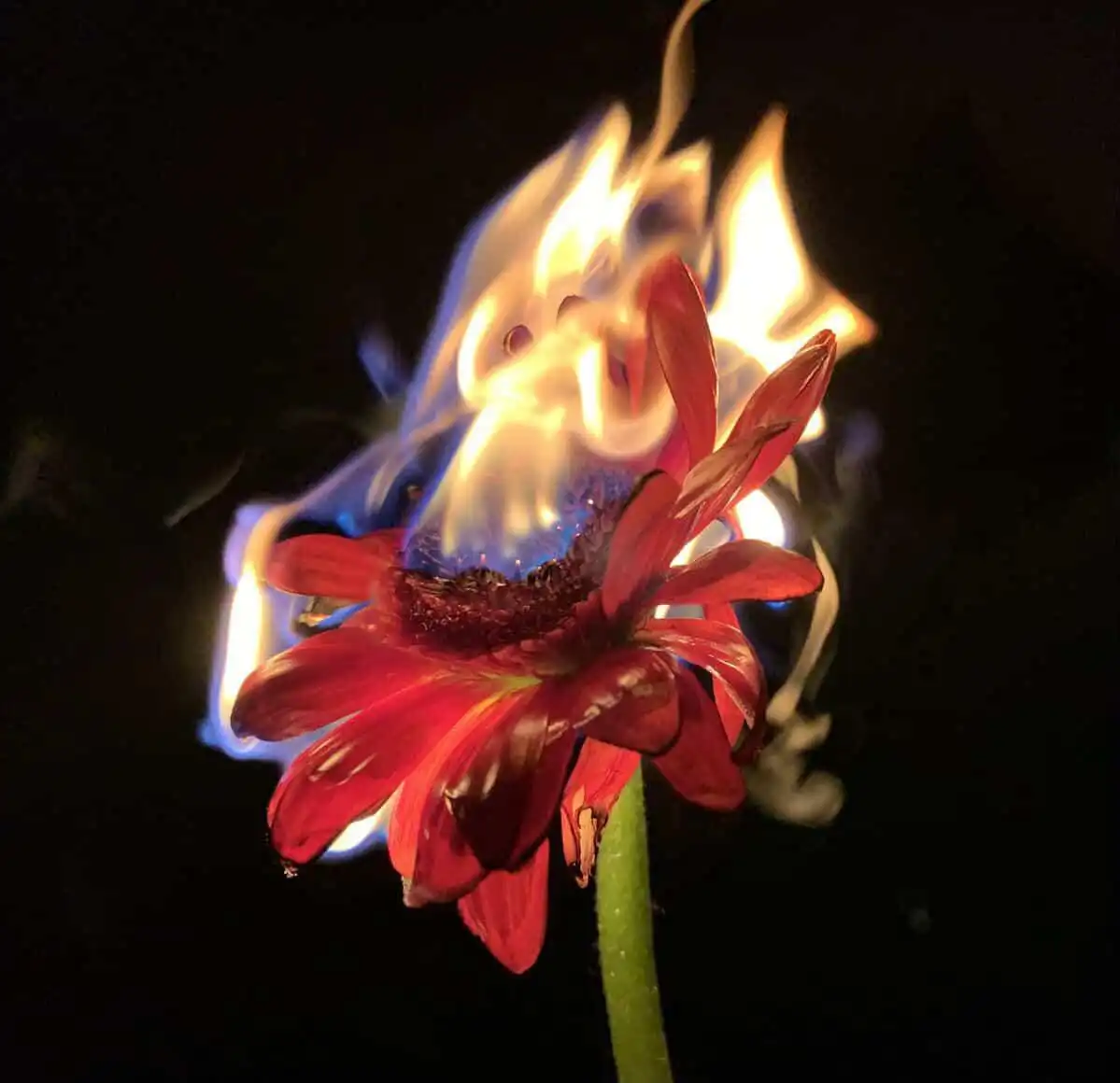 El magnetismo sonoro de “Limerence” Sara B-Lion