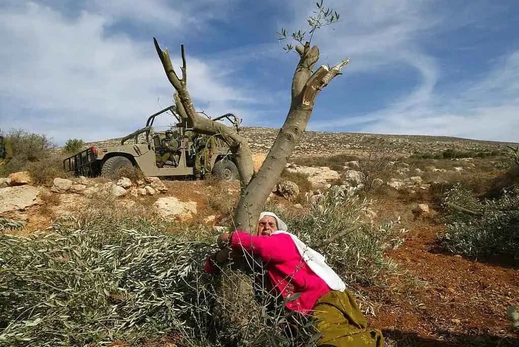 Les quitan la vida y ahora también los olivos: Israel roba tierras y cosechas palestinas.