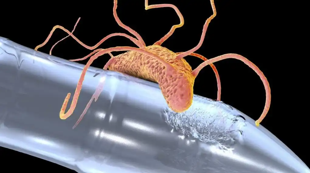 Bacterias marinas están evolucionando para comerse el plástico.