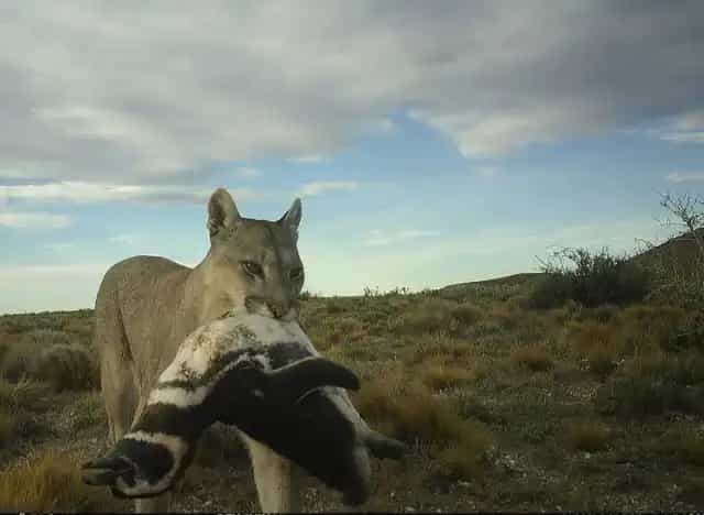 Pumas cazan pingüinos en la Patagonia y alertan sobre un cambio en el equilibrio natural.