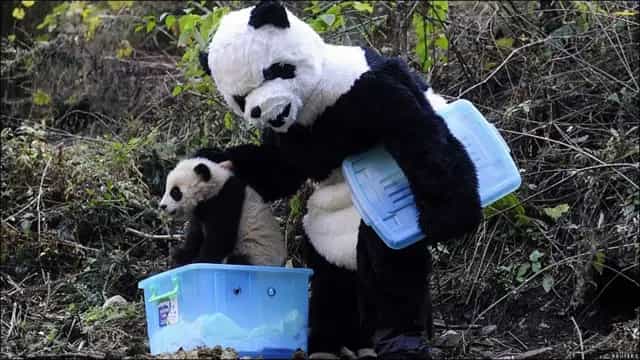 Los pandas gigantes dejan de estar en peligro de extinción.