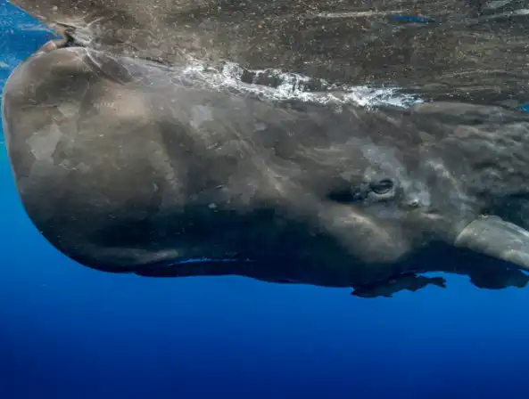 TRAGEDIA EN BAHÍA SOLANO: CACHALOTE MUERE ENREDADO EN MALLA DE PESCA PROHIBIDA