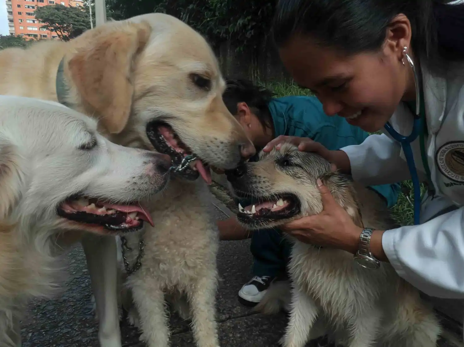 Medellín consolida su primera política pública para garantizar los derechos de los animales como seres sintientes
