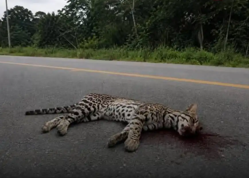 Impacto de las carreteras en felinos silvestres.