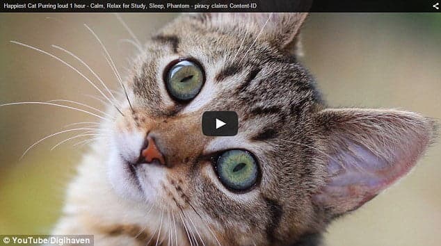 Algo está mal: YouTube acusa a un gato de violar derechos de autor