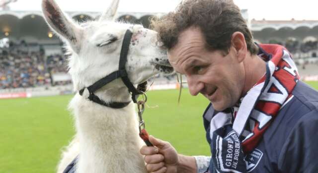 La llama que se fue de fiesta se convierte en la mascota de un equipo de fútbol de Francia