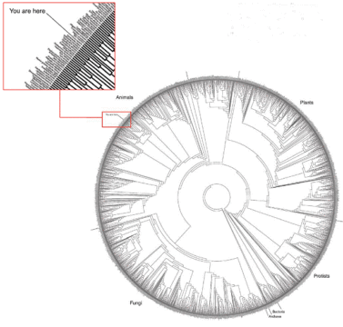 Semana Santa & Los origenes paganos a La Luna