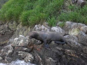 Lobos marinos extraviados en Parque Nacional Gorgona