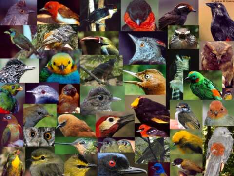 El 90% de las aves de Arauca, Boyacá, Casanare, Meta y Caquetá ya no están allí debido al cultivo de palma.