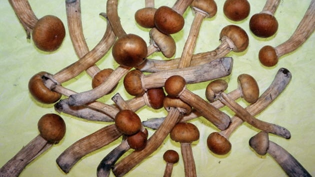 Psilocibina para la depresión, la UE y UK tumban estudios recientes.