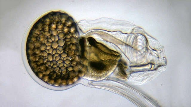 Por Fin: Oikopleura! Prueban que los Humanos no son Lo más Evolucionado del Universo...