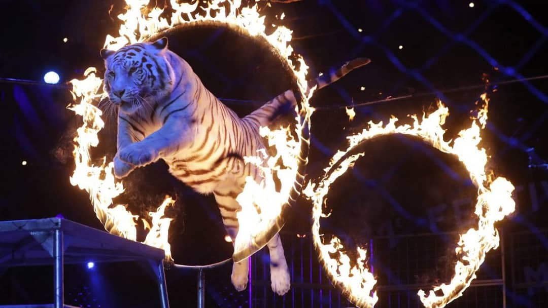 Francia prohibirá presencia de animales en circos y venta de mascotas en tiendas