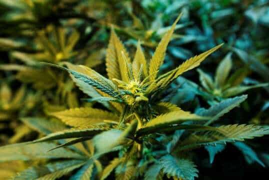 Sponsored: After Party electrónico (Marcha Mundial de la Marihuana) Underbeats @ Finca El Trebol (Envigado, El Salado)