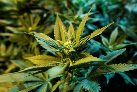 Sponsored: After Party electrónico (Marcha Mundial de la Marihuana) Underbeats @ Finca El Trebol (Envigado, El Salado)