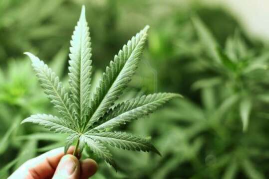 La legalización de la marihuana con fines terapeuticos, ha reducido los indices de suicidios
