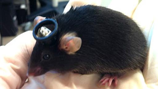 Implantan falsos recuerdos en ratones... se avecina una tormenta...
