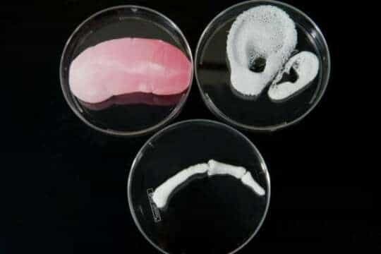 Crean materiales en impresoras 3D que se comportan como tejidos humanos