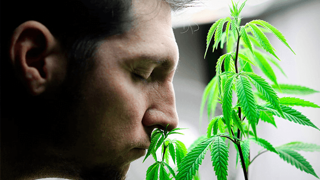 La República Checa legaliza la marihuana